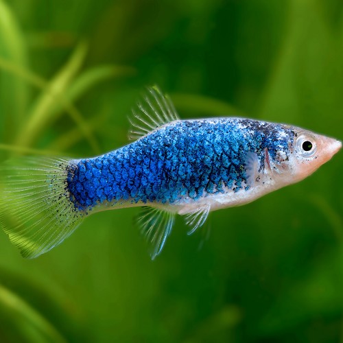 Xiphophorus maculatus - Platy blue tuxedo
